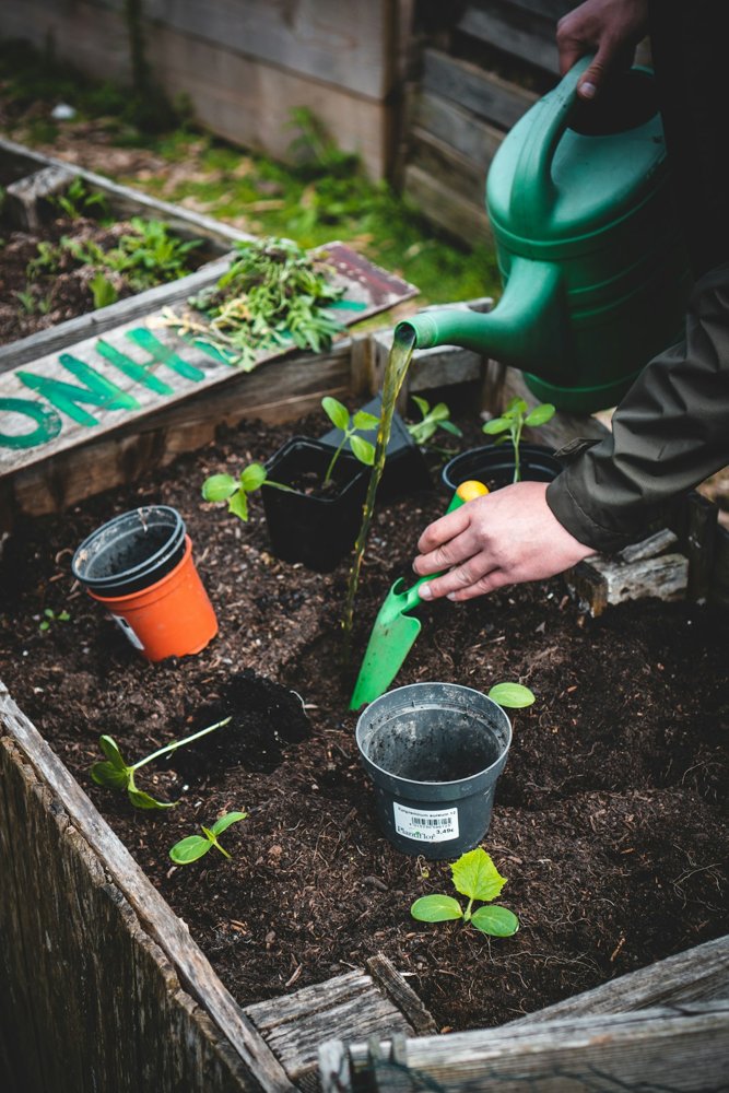 Plantes et jardin