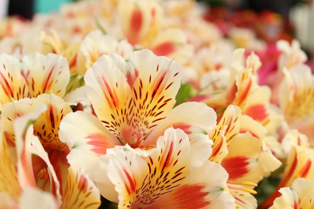 [ALS-02] Alstroemeria hybrida Aurora 75 cm 60 g