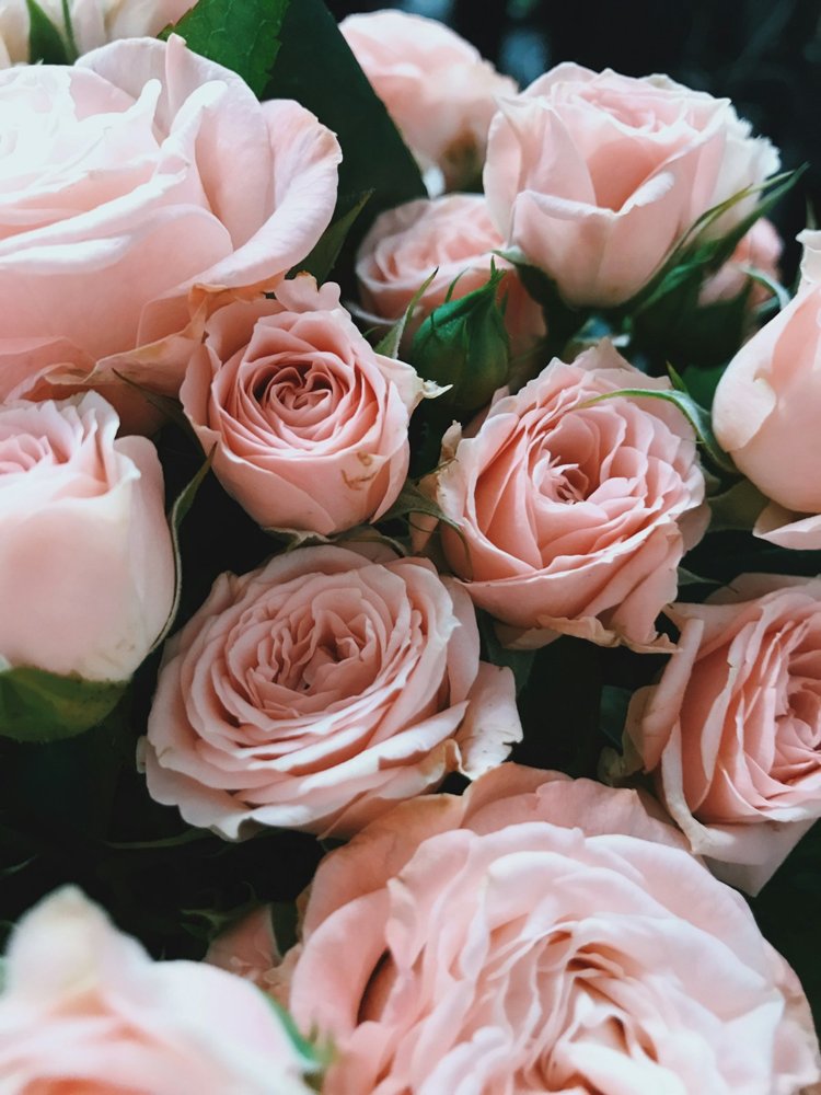 [ROS-03] Rosa hybride A-Lady 60 cm