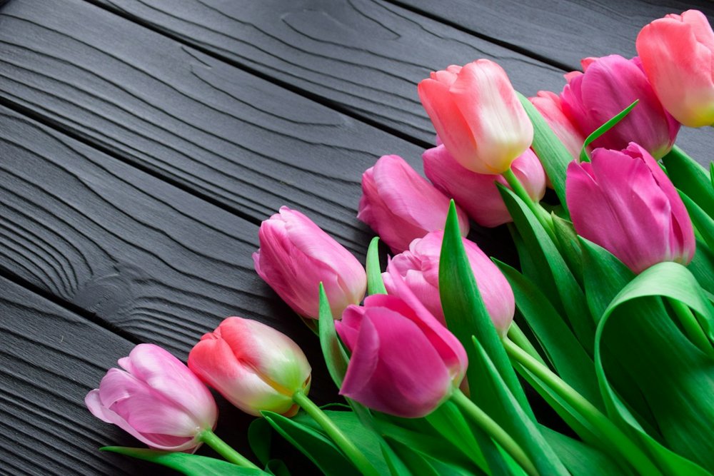 [TUL-01] Tulipa hybride Ad Rem 40 cm 50 g