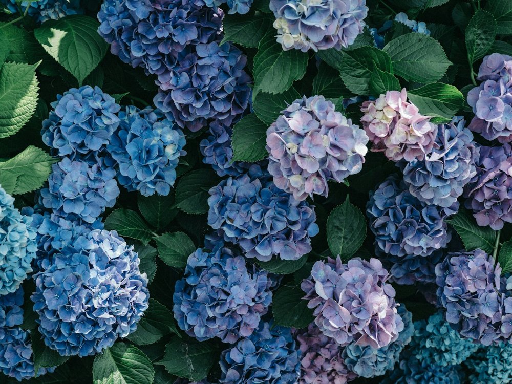 [HYD-01] Hydrangea classic Cannon Ball 60 cm