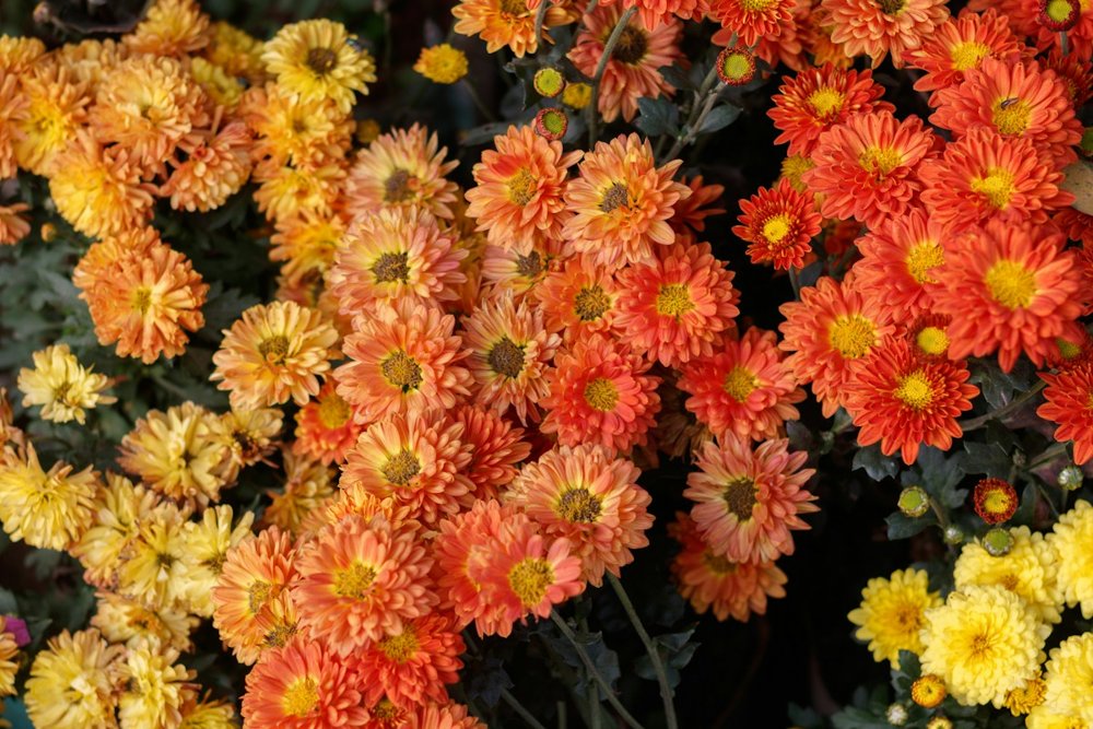 [CHR-02] Chrysanthemum indicum Babette 55 cm