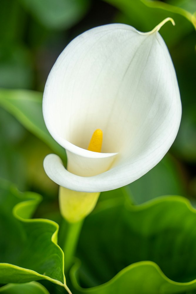 [ZAN-03] Zantedeschia hybride Call Amazone 55 cm