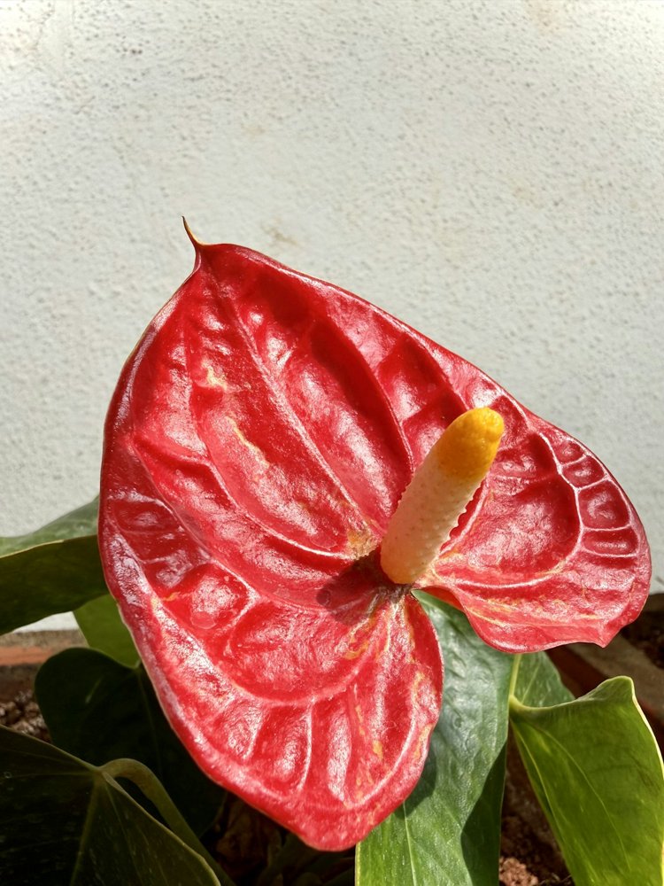 [ANT-01] Anthurium hybride Absolute 11 cm